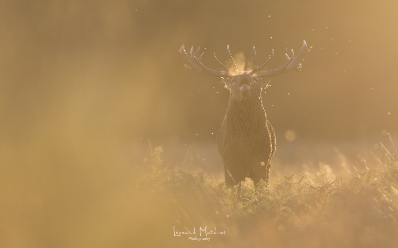 Cerf élaphe dans la brume dorée