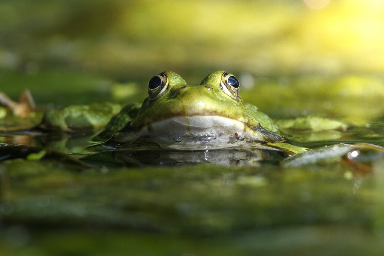 Grenouille verte