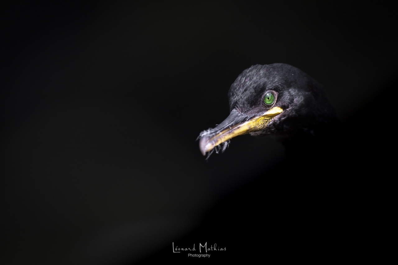 Cormoran