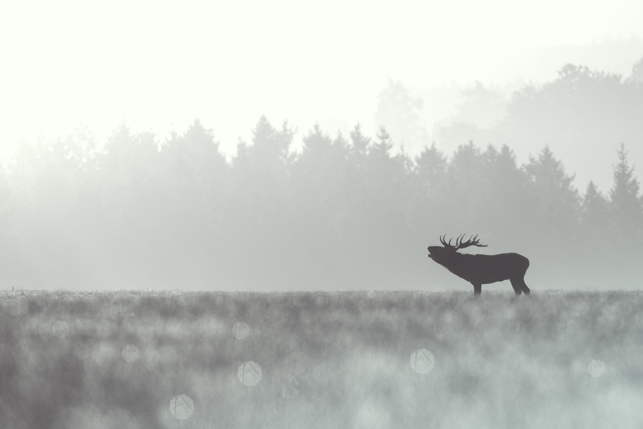 Le brame du cerf
