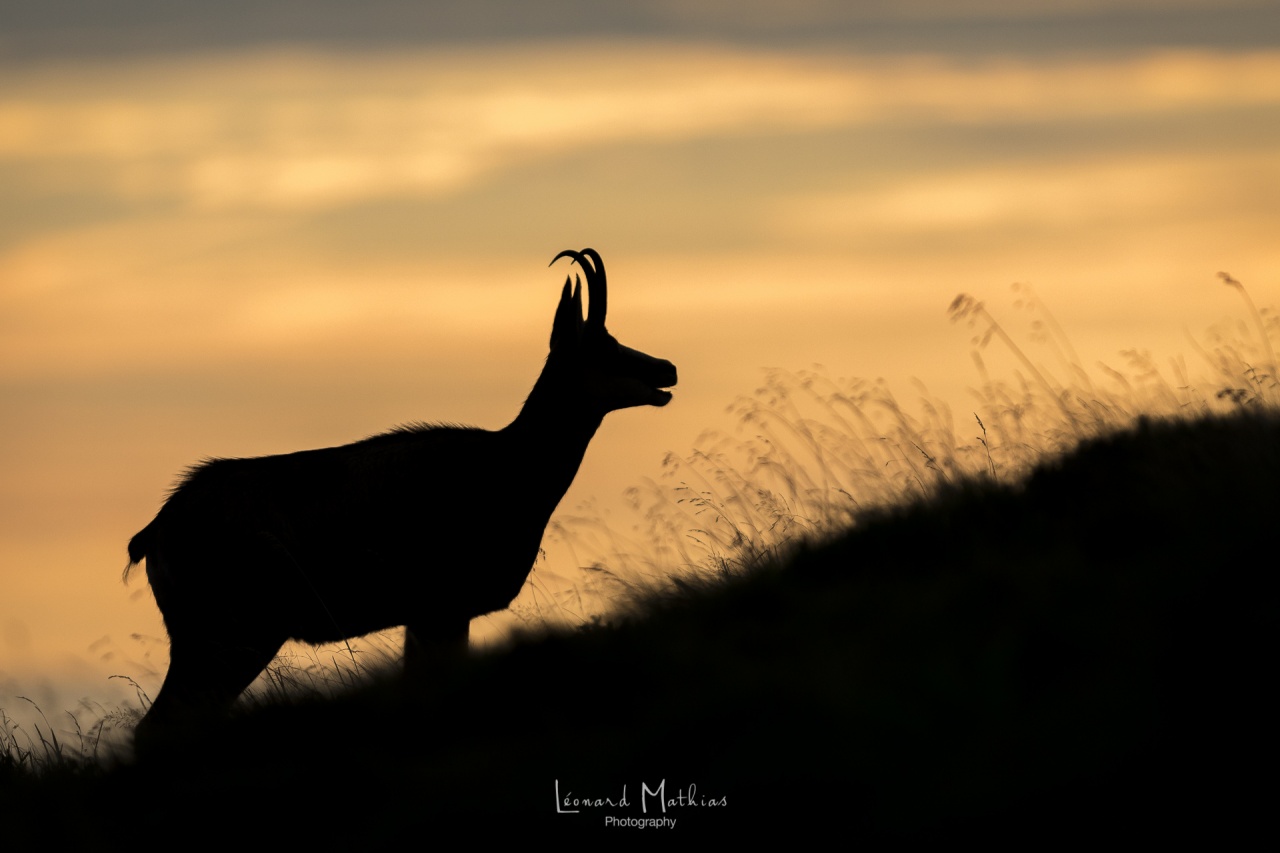 Chamois