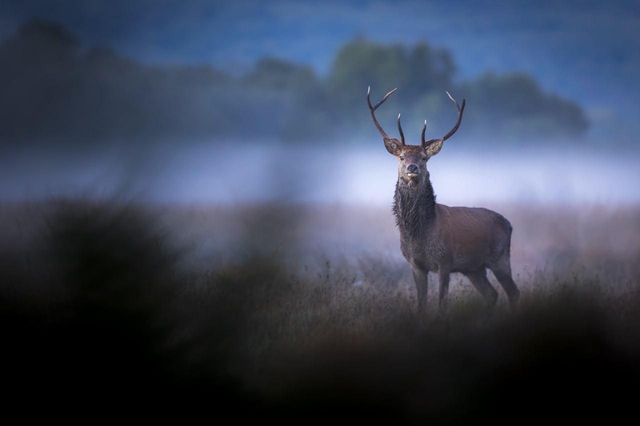 Cerf élaphe à l'heure bleue
