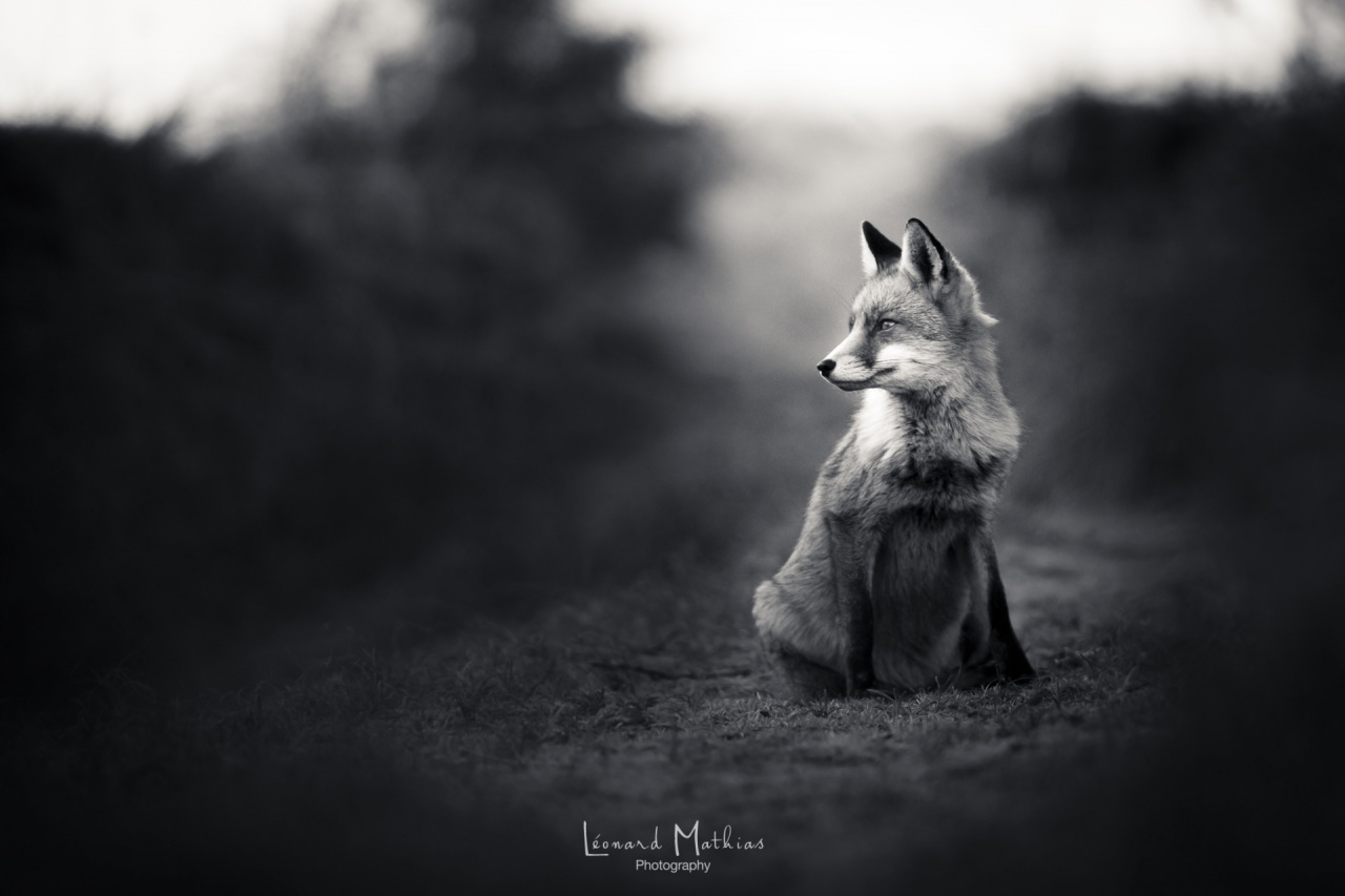 Renard roux